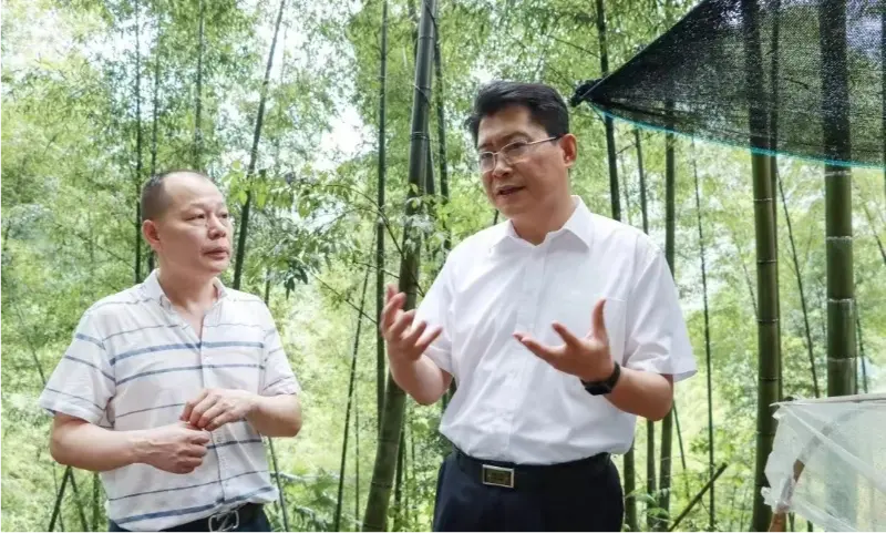 핑샹시 당위원회 서기 류숴(Liu Shuo)가 아노엑토칠루스(Anoectochilus) 재배 기지를 시찰하고 있다