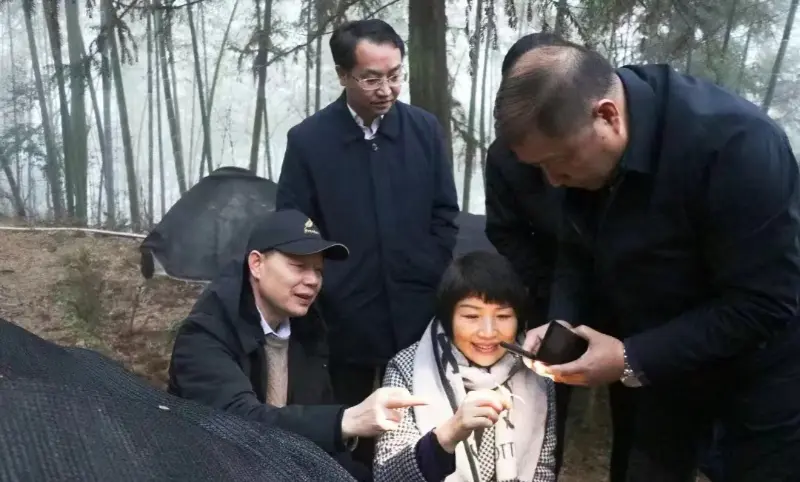 전 Jiangzhong Pharmaceutical 회장이자 현 장시성 당위원회 상무위원이자 홍보부 국장인 Lu Xiaoqing이 우리의 재배 기지를 조사했습니다.