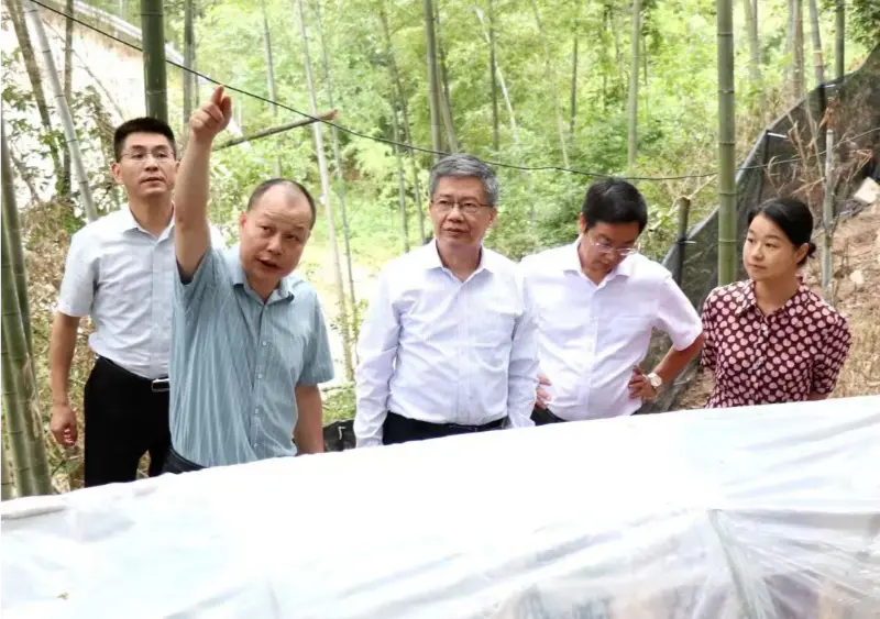장시성 중의약대학교 고급연구소장이자 전 대학 당서기인 Liu Hongning은 장시성의 한의학 종합 개혁을 위한 지방 전문가 그룹을 이끌고 Anoectochilus 기지에서 연구를 수행합니다.