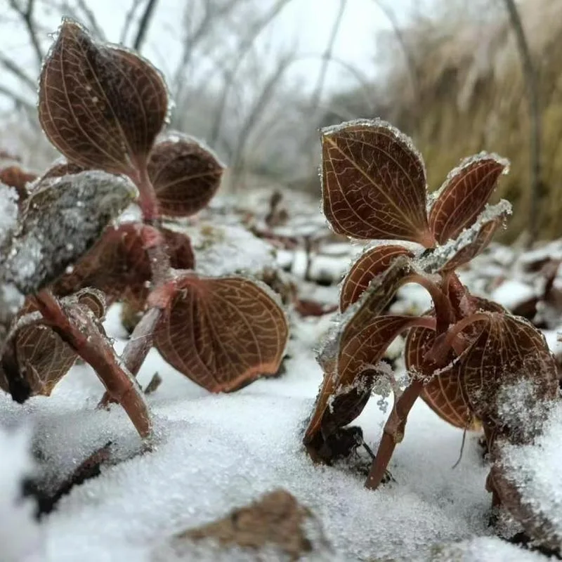 유기농 재배된 프리미엄 건조 Anoectochilus Roxburghii